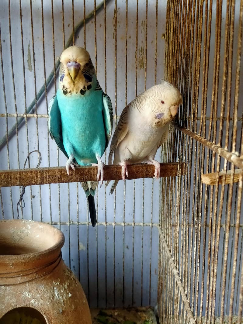 Budgies Undersize 1