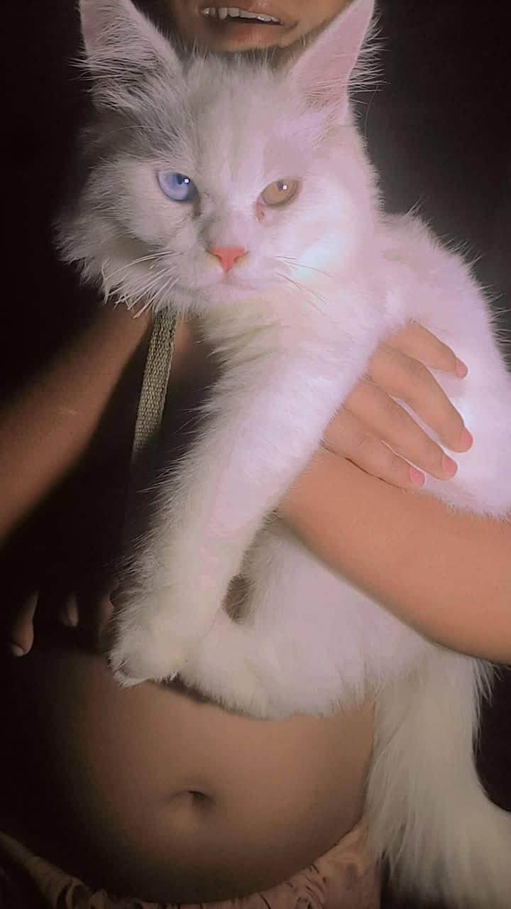 white cat 0