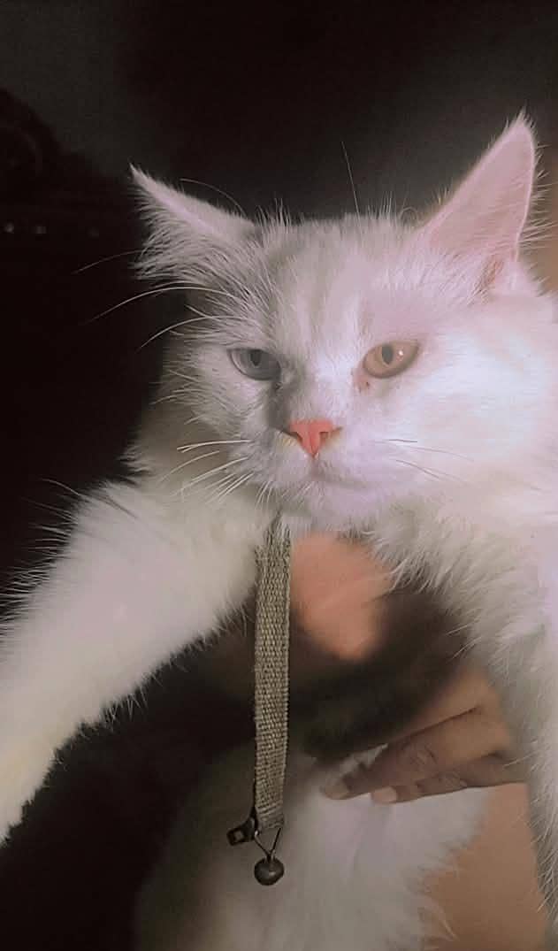 white cat 1