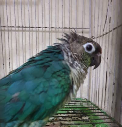 Turquoise conure
