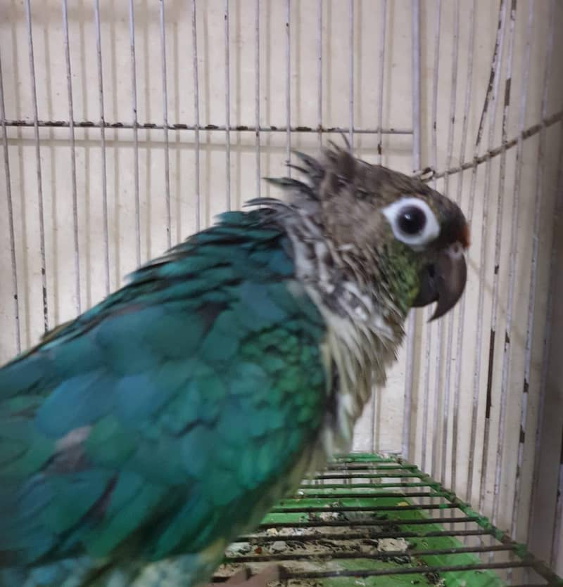 Turquoise conure 0