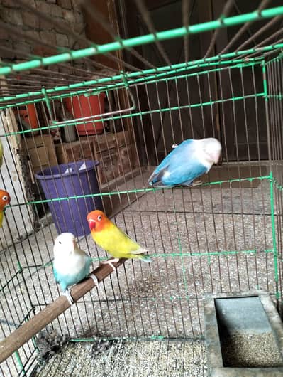 Pale fellow pair