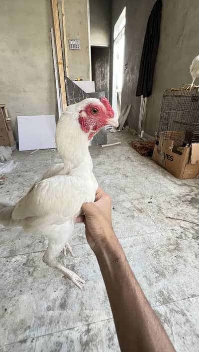Heera , ko shamo