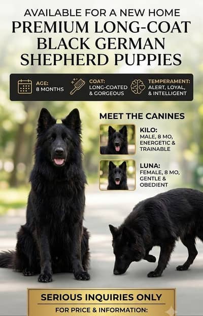 Premium Long-Coat Black German Shepherd Puppies (8 Months Old)