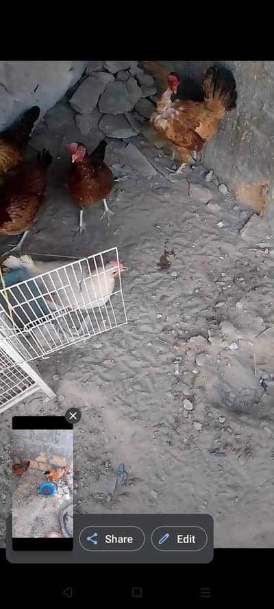 ande wali misri morgi sale Karne he starter fresh hen ,