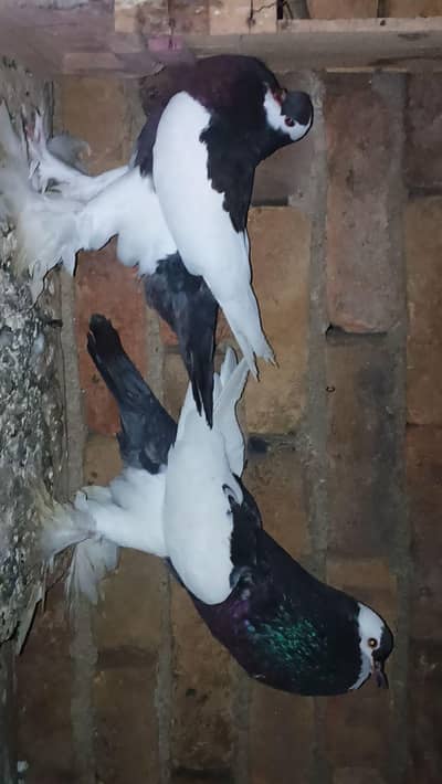 fancy pigeon