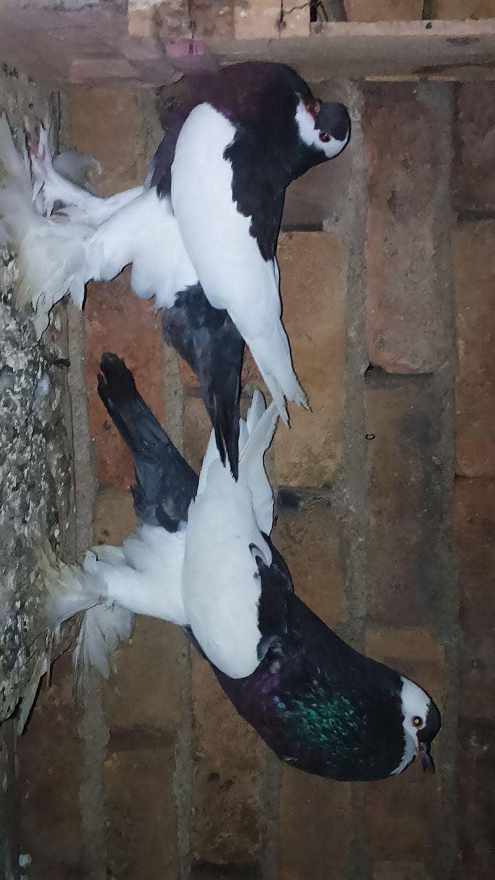 fancy pigeon 0