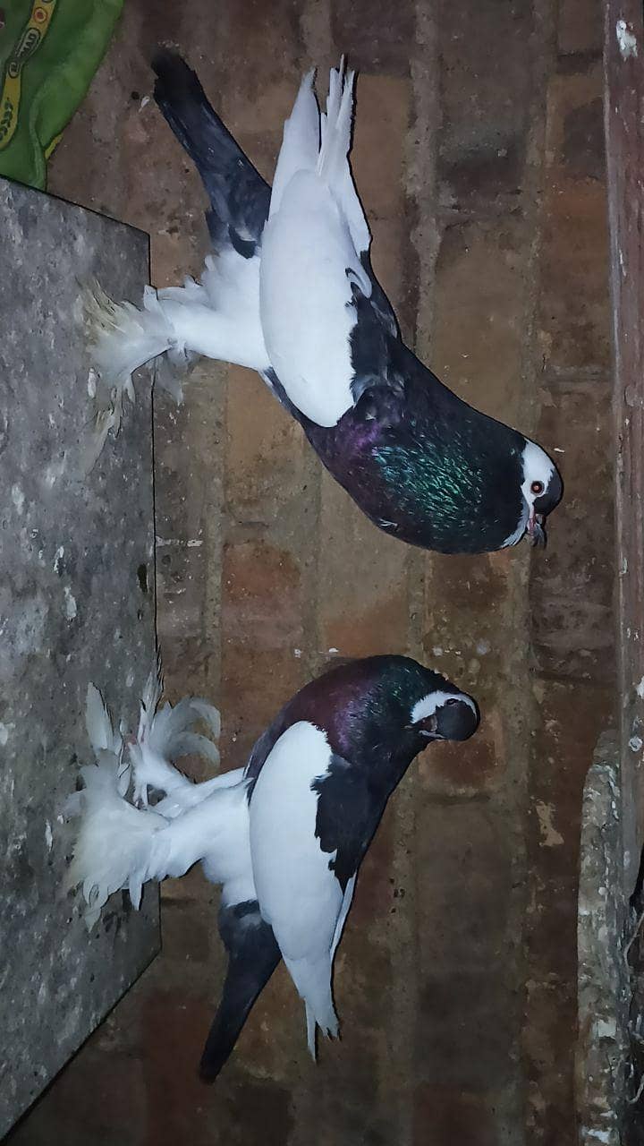 fancy pigeon 1