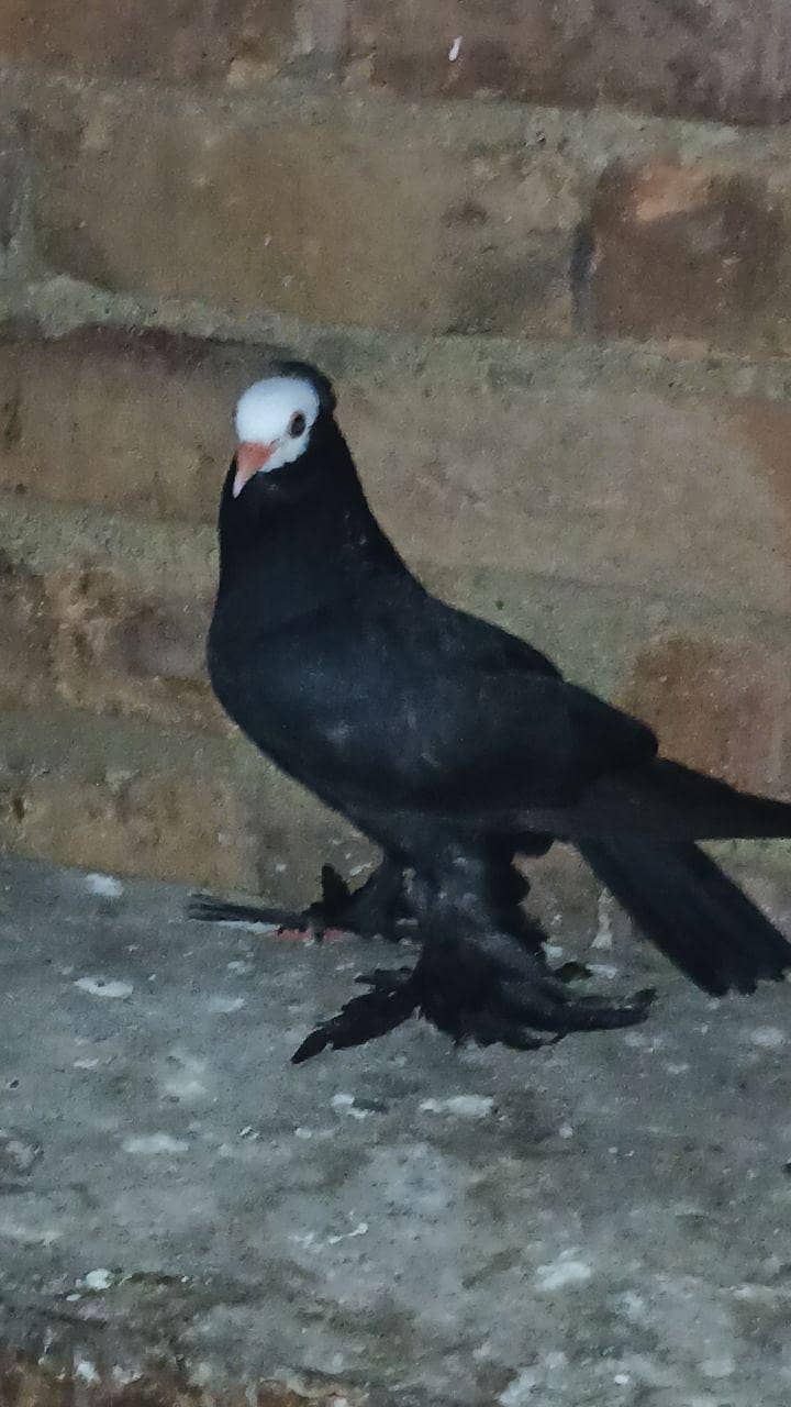 fancy pigeon 2