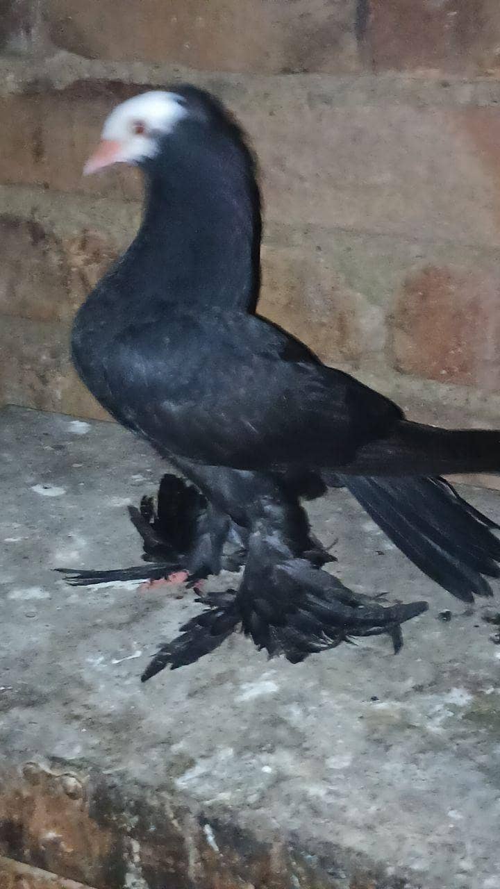 fancy pigeon 3