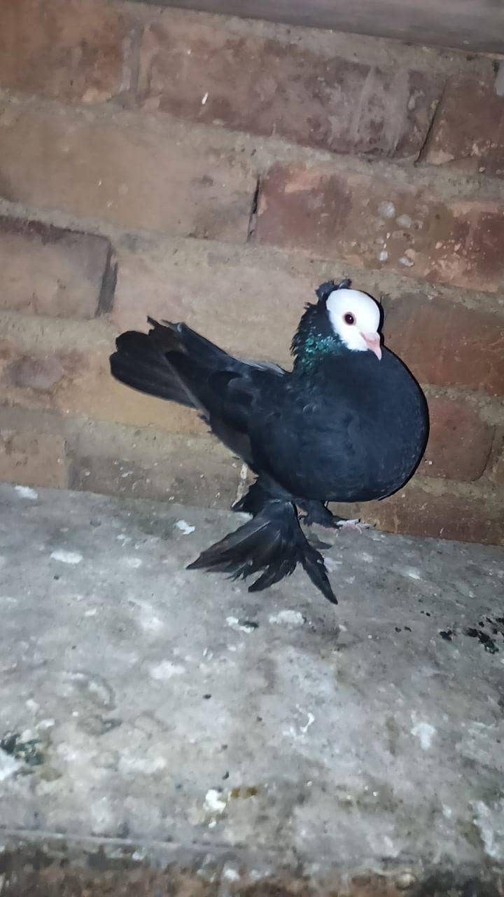 fancy pigeon 4