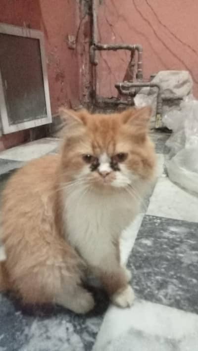 turkish angora for sale