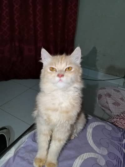 Double Coated Persian kitten