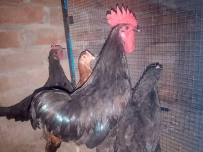Desi hen, Australorp