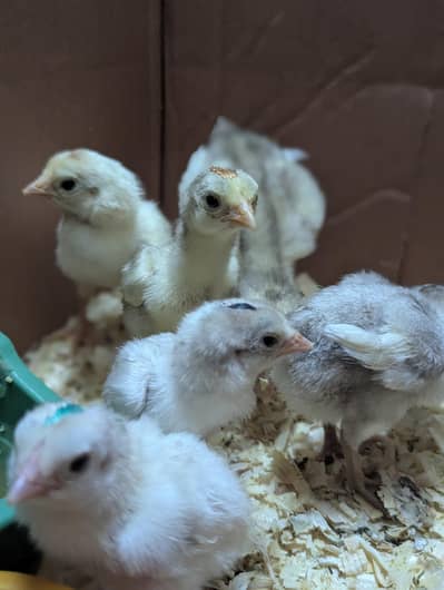 ASEEL HEERA CHICKS