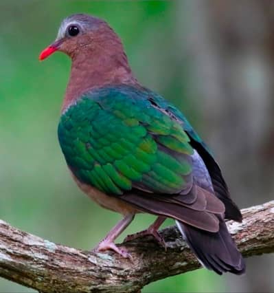 Emerald Dove /Doves /Doves For Sale /Qumri /Fakhta /All kind of Doves