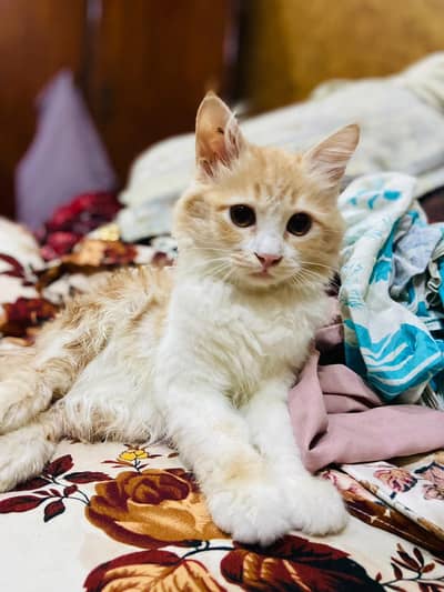 Female Brown Persian cat for sale