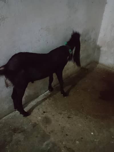 bakra