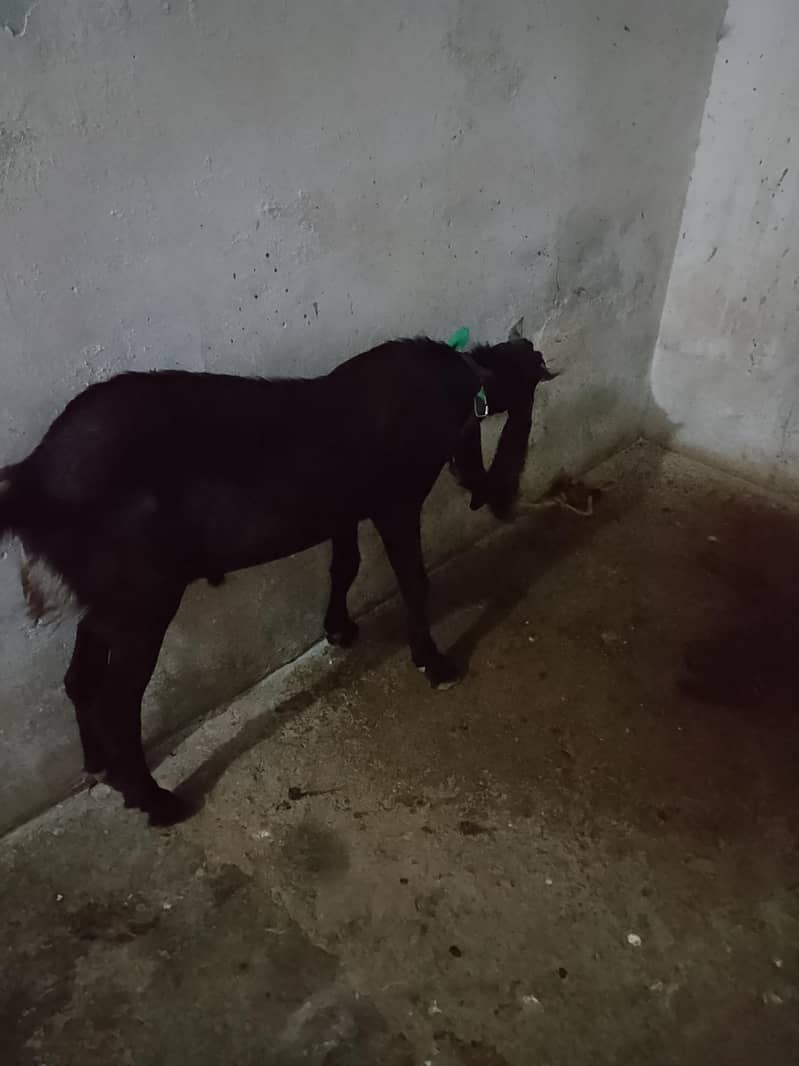 bakra 1