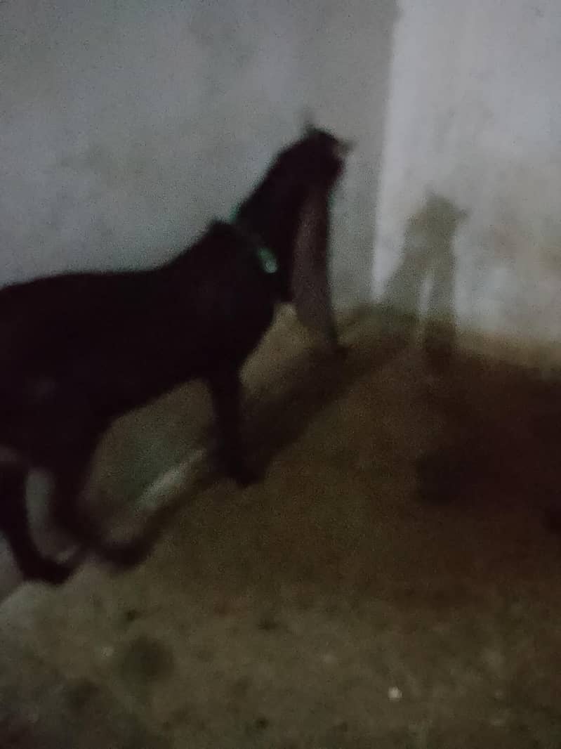 bakra 2