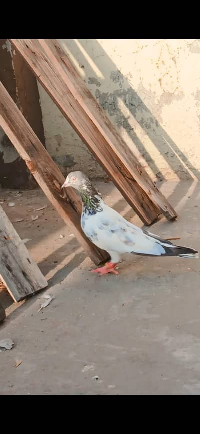 Golden breeder female High flying with Sherazi pair