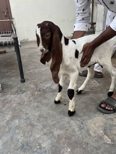 Top quality bakri for sale
