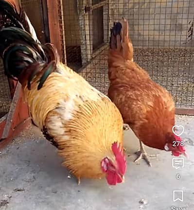 Healthy And vaccined Hens For Sale