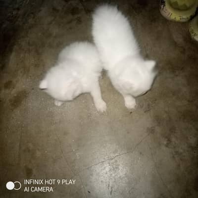 cats baby
