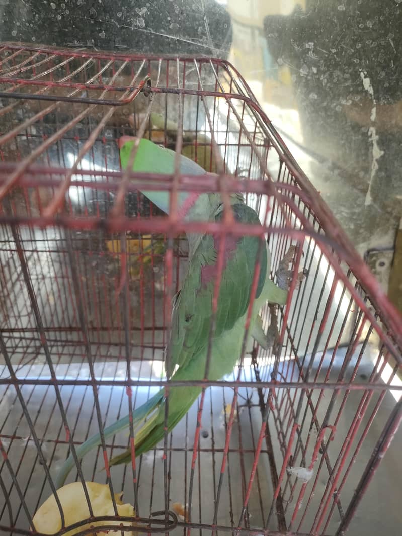 Raw parrot 1