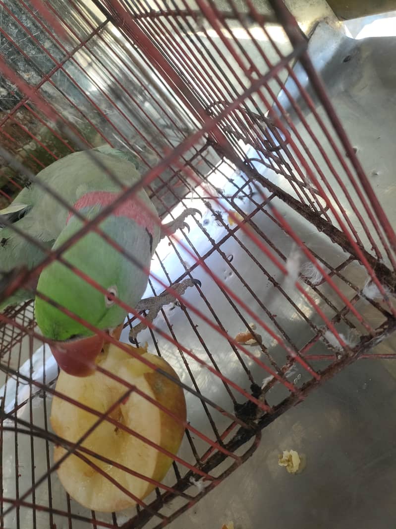 Raw parrot 2