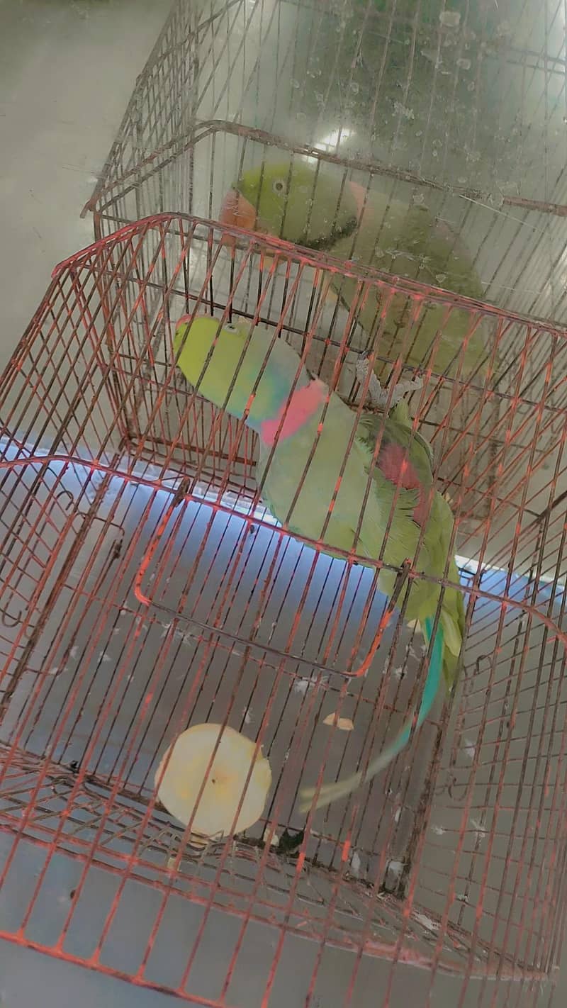 Raw parrot 3