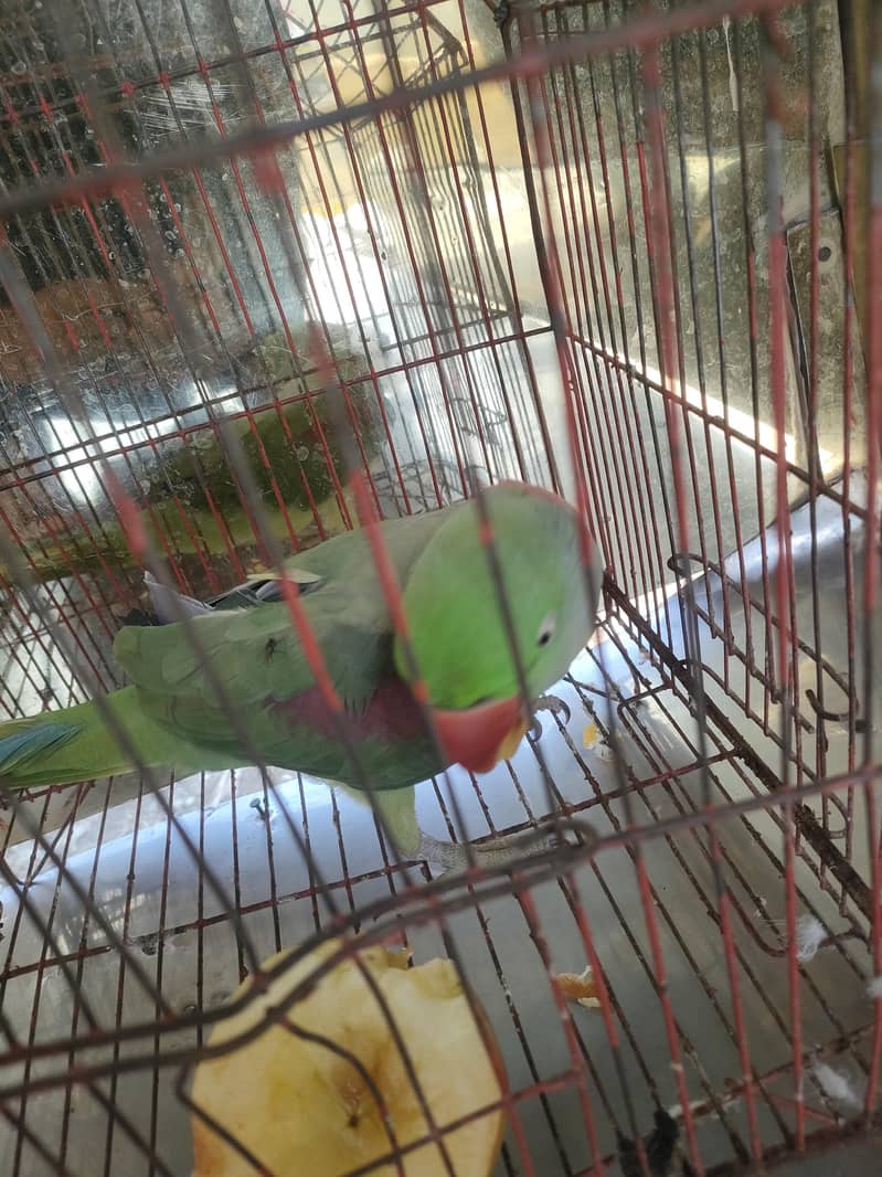 Raw parrot 4