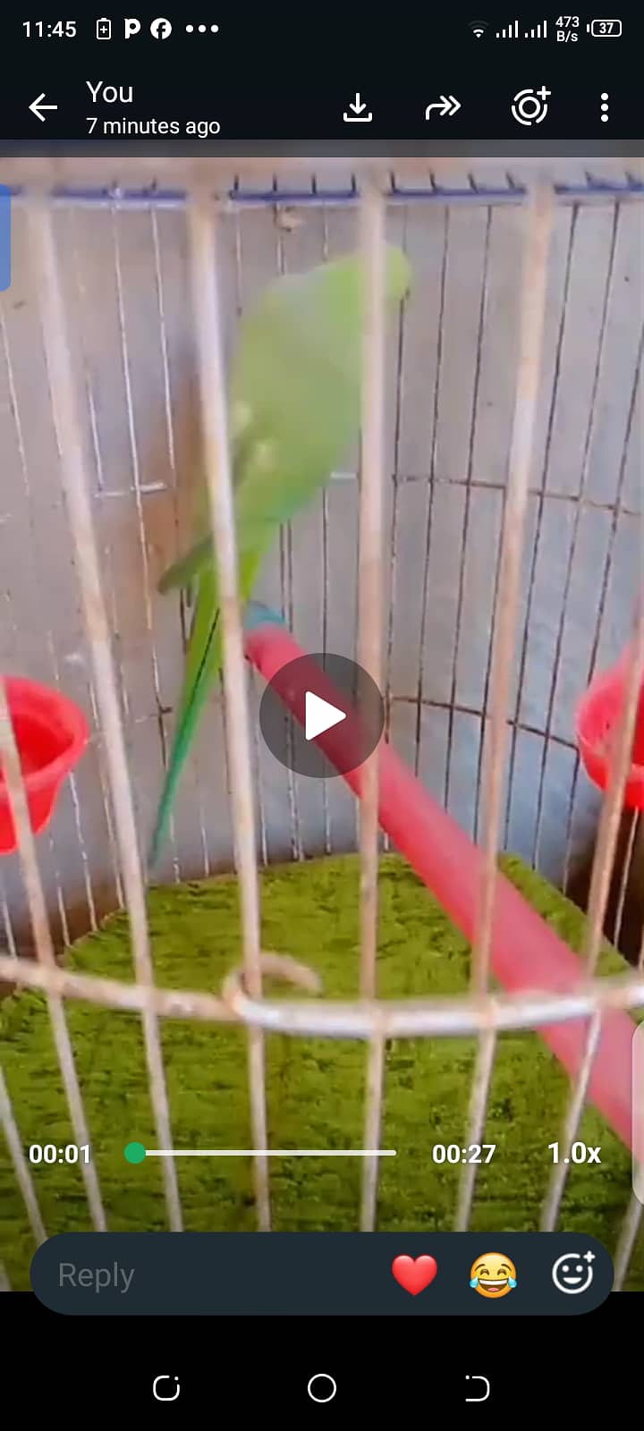 Green ring neck 0