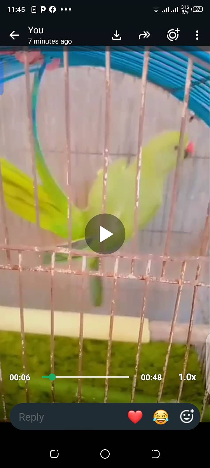 Green ring neck 1