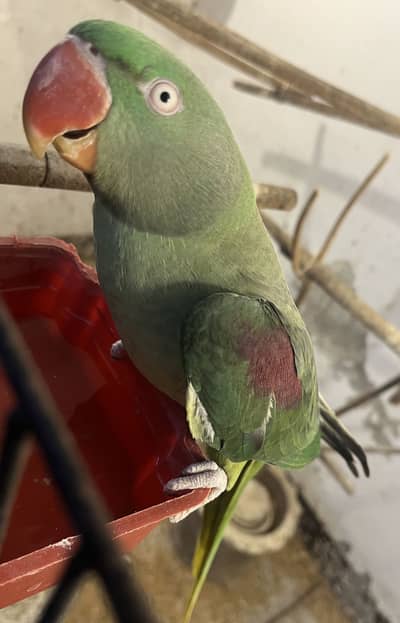 Female Raw parrot for sale