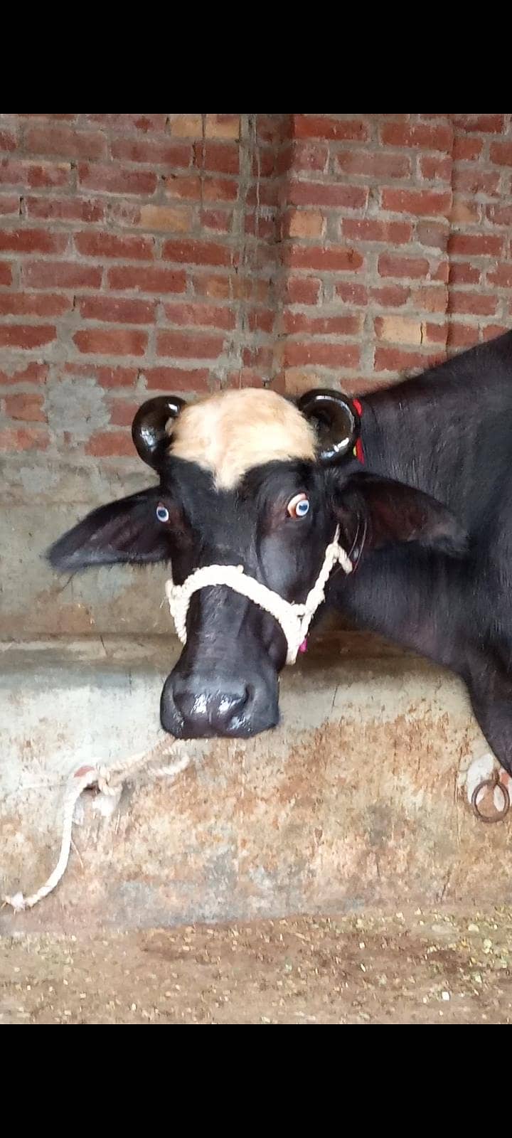 buffalos 3