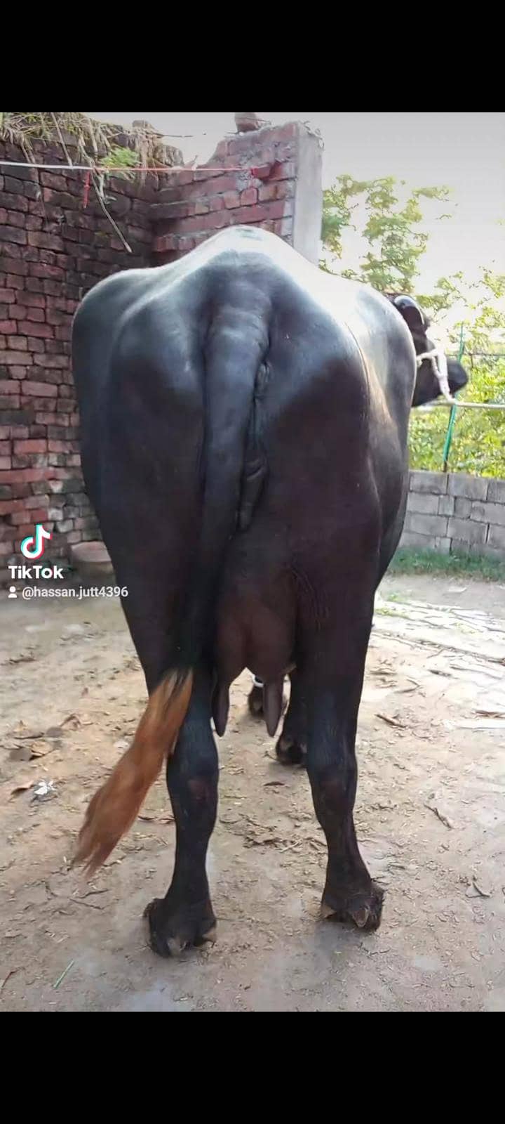 buffalos 5
