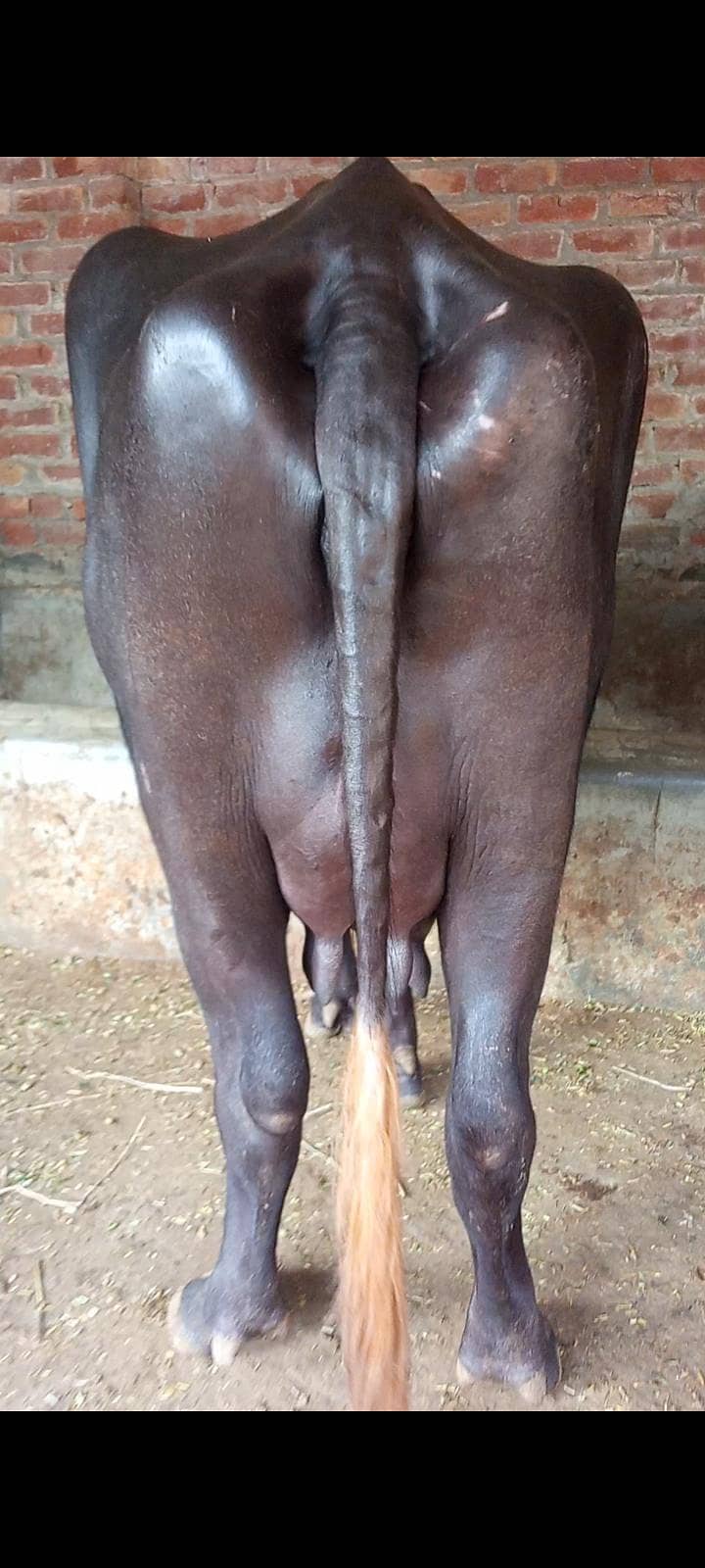 buffalos 8