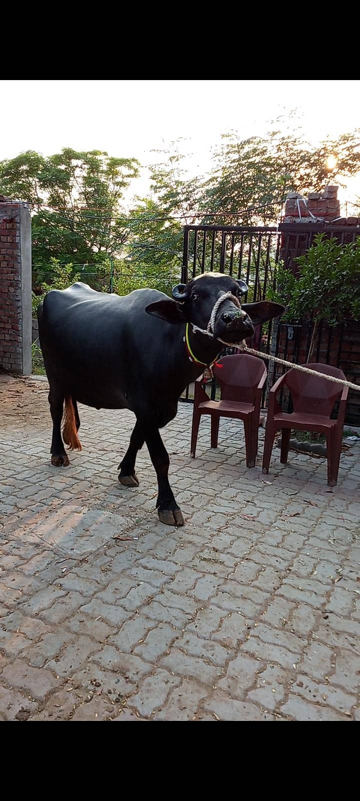 buffalos 11