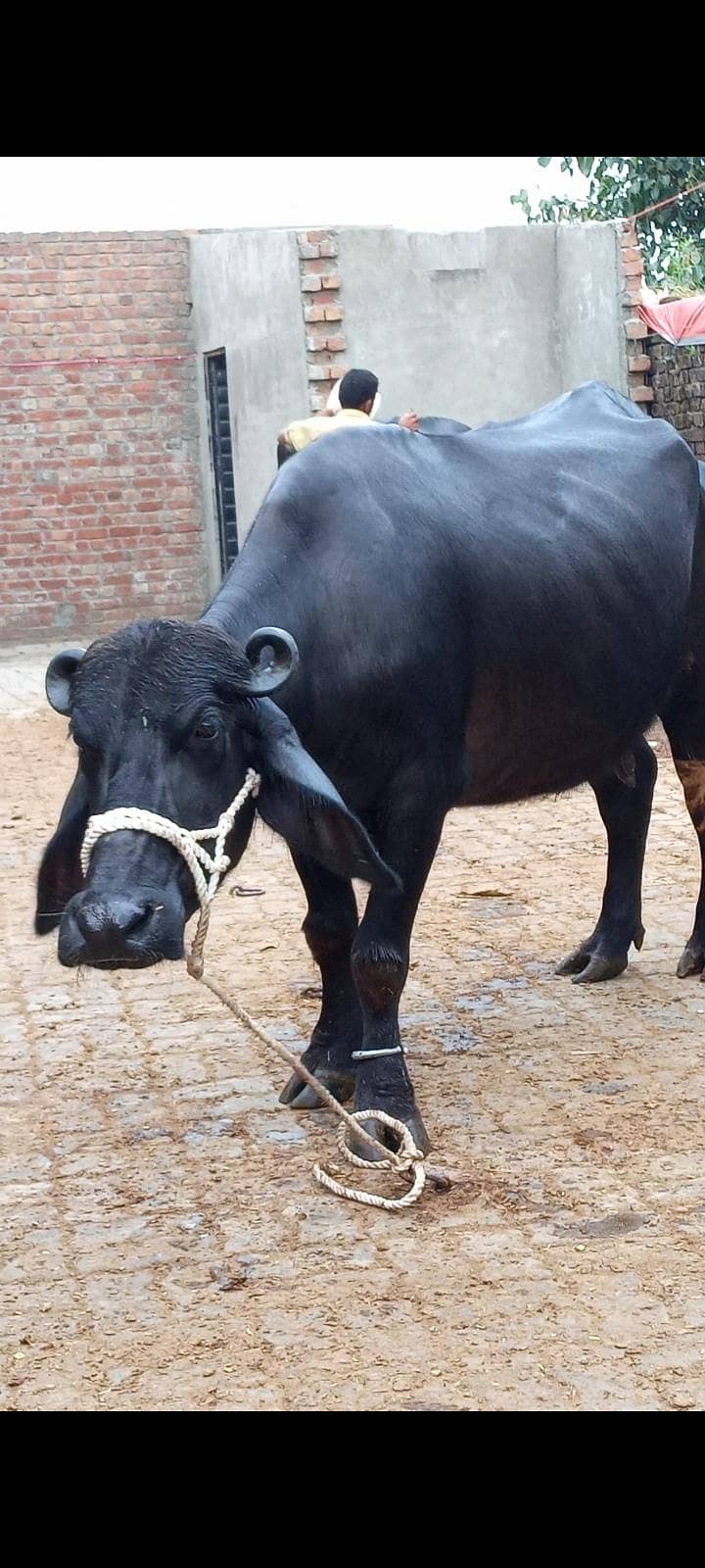 buffalos 13