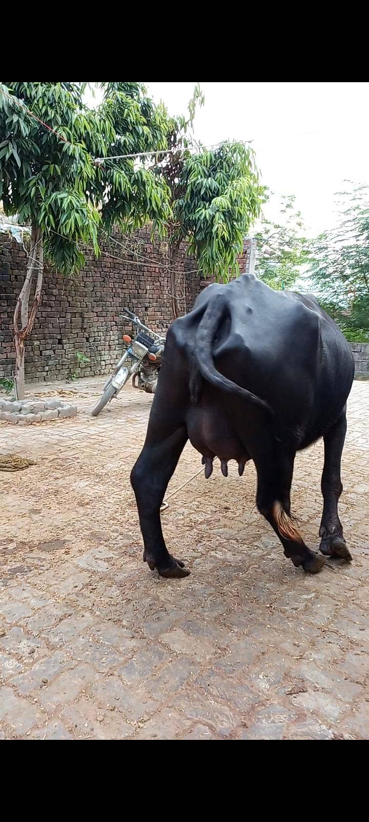 buffalos 14