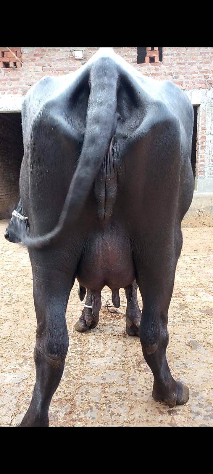 buffalos 15