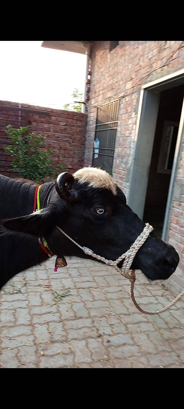 buffalos 19