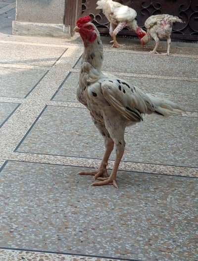 aseel rooster