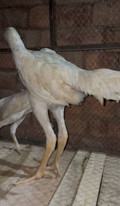 White Shamo top quality male