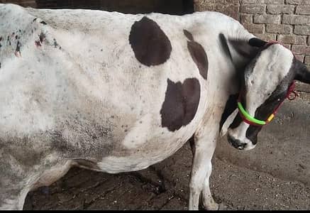 cow pure ferzion