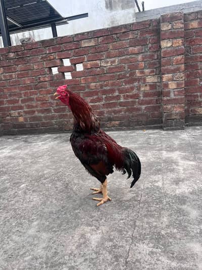 Best quality Mianwali aseel breeder pair