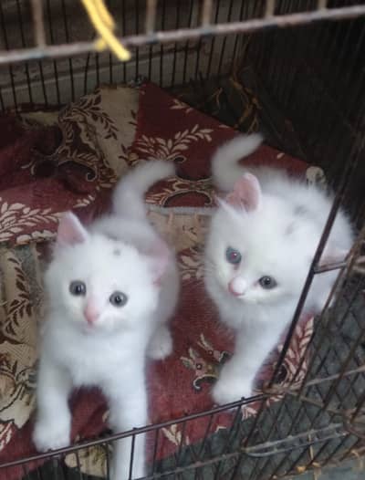 Pair of Persian kittens Male & Female