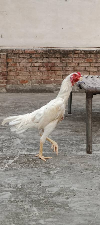Aseel shaomo white , dragon pair , healthy and active
