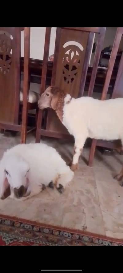 2 dumba for sale